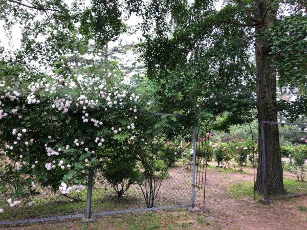 ちょうど見頃 西区寺尾にある 寺尾中央公園 の バラ園 で 薔薇 の花見てきた にいがた通信 新潟県新潟市の地域情報サイト