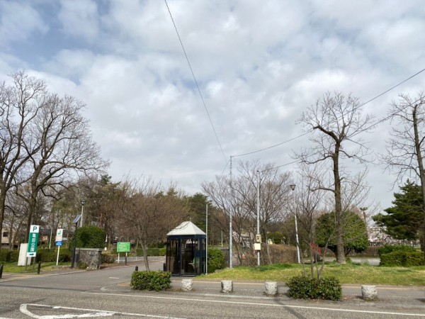 花見2021春】江南区『亀田公園』の桜。 ※3月31日撮影 : にいがた速報