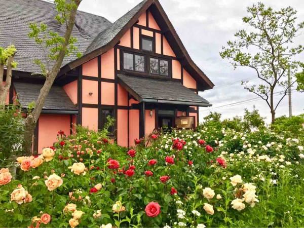 最高ロケーションにバラが開花 ちょうど見頃 色とりどりの薔薇が咲き誇る 西蒲区角田浜にある カーブドッチ で 薔薇 の花見てきた にいがた通信 新潟県新潟市の地域情報サイト