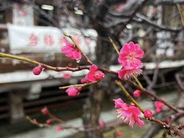 まもなく見頃！『白山神社』の『梅の花』が開花！見に行ってみた。※3月