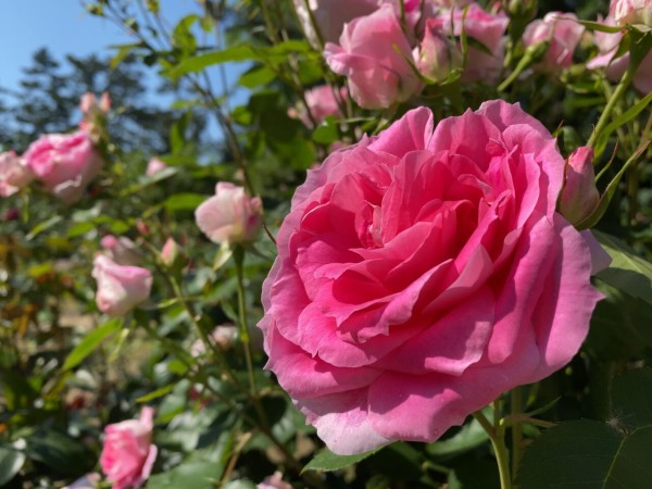 今が見頃 西区寺尾にある 寺尾中央公園 の バラ園 で満開の 薔薇 見てきた にいがた通信 新潟県新潟市の地域情報サイト