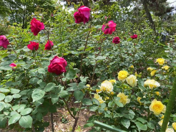 ちょうど見頃 西区寺尾にある 寺尾中央公園 の バラ園 で満開の 薔薇 見てきた にいがた通信 新潟県新潟市の地域情報サイト