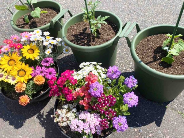 第2弾 ガタ子が挑戦 初心者でも手軽にできる家庭菜園シリーズ ひらせいホームセンター で買った苗とグッズで 野菜苗 植えと 花の寄せ植え やってみた にいがた通信 新潟県新潟市の地域情報サイト