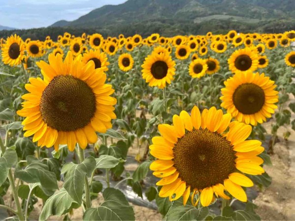 今が見頃！ひまわり畑の絶景スポット！西蒲区『上堰潟公園（うわせきが