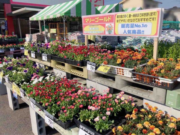 新企画 ガタ子 家庭菜園 を始める 第1弾 誰でも手軽に育てられる ひらせいホームセンター で 野菜苗 花 家庭菜園道具一式 買ってみた にいがた通信 新潟県新潟市の地域情報サイト