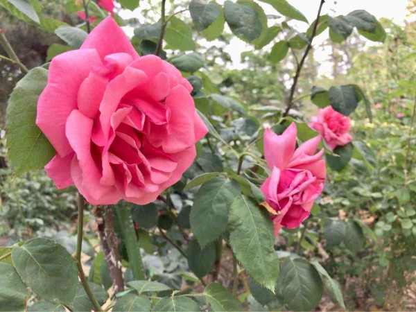 今が見頃 西区寺尾にある 寺尾中央公園 の バラ園 で 薔薇 を愛でる にいがた通信 新潟県新潟市の地域情報サイト