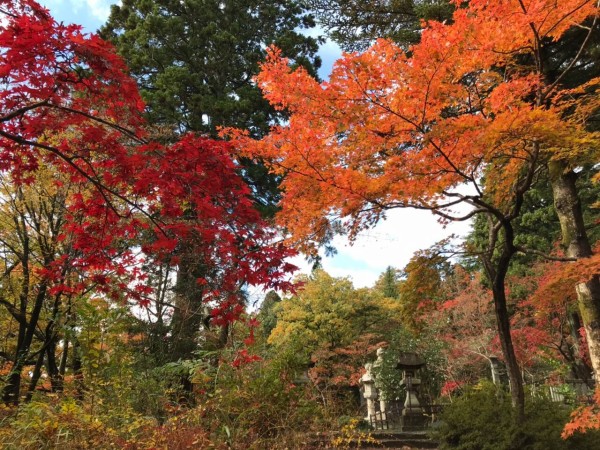 今が見頃！鮮やかな紅葉が庭園を彩る！秋葉区『中野邸記念館もみじ園 
