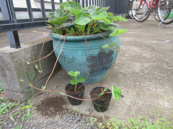 苺の苗作りと武石人参 野菜製作所