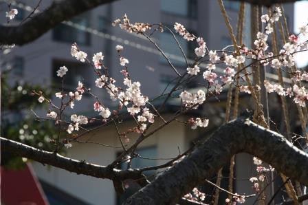 桜 5部咲きです ようちえんブログ 糸魚川幼稚園