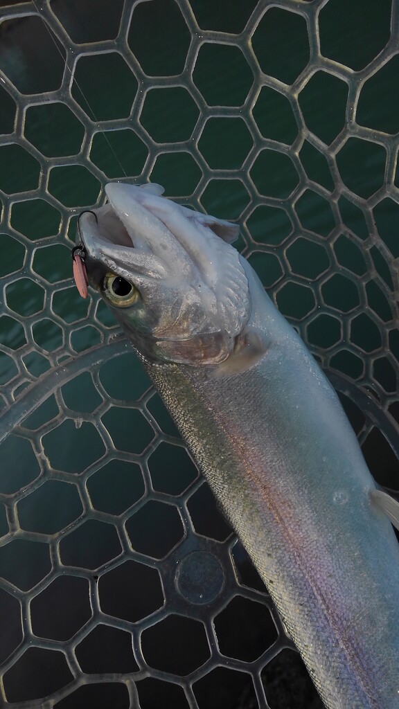 19釣り納め Ittoの擬似餌物語