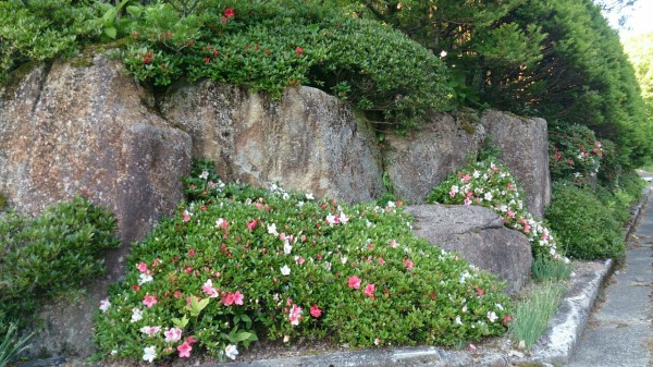 ツツジの剪定 山城工芸の朝市ブログ