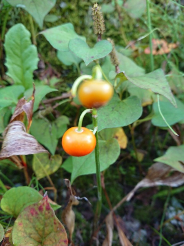 花便り スズランの種 山城工芸の朝市ブログ