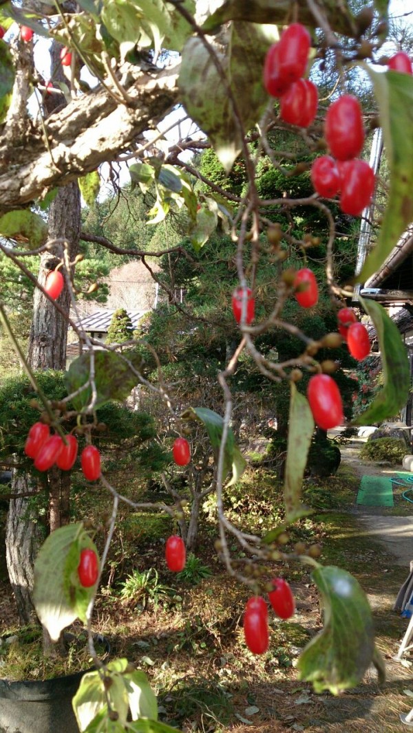 秋模様 サンシュユの赤い実 山城工芸の朝市ブログ