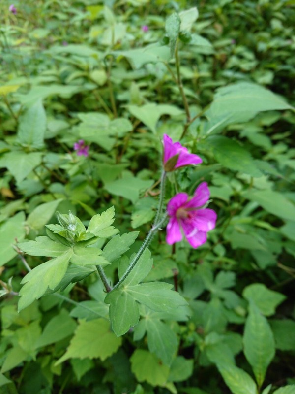 花便り ゲンノショウコ 山城工芸の朝市ブログ