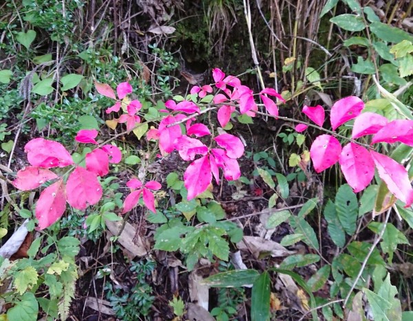 花便り ニシキギ 錦木 山城工芸の朝市ブログ