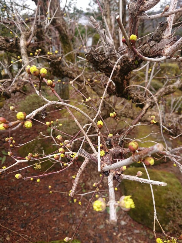 花言葉 サンシュユ 山城工芸の朝市ブログ