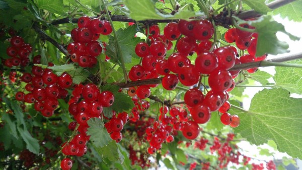 スグリの実 山城工芸の朝市ブログ