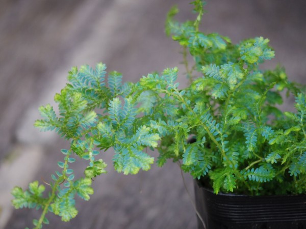 シダ植物 江南市のお花屋アイビーの いろいろ