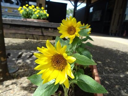 ひまわり観察日記 大崎市岩出山地区公民館