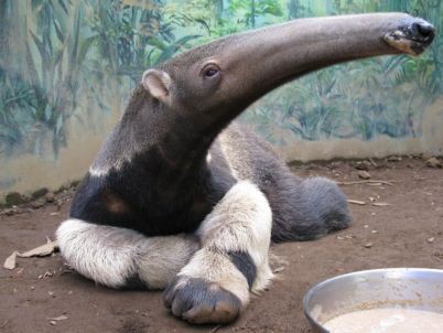 主人がオオアリクイに殺されて1年が過ぎました ほのぼのしない動物速報 F F