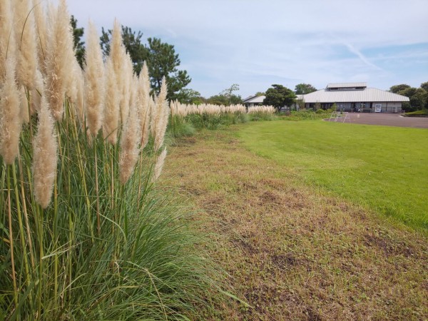 でっかいススキ 静岡トヨタ磐田店