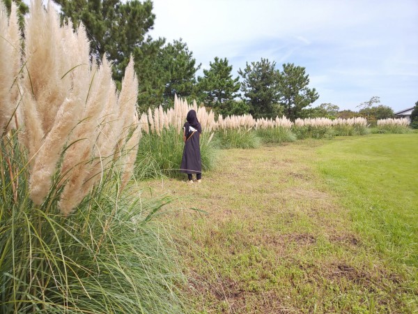 でっかいススキ 静岡トヨタ磐田店