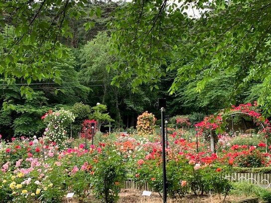 花巻温泉バラ園さんリベンジ成功の巻 みーはーリス母さんの岩手だより