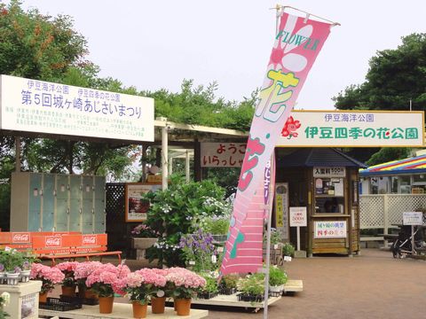 あじさいまつり 伊豆四季の花公園 伊豆移住生活 マンションで田舎暮らし