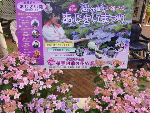 あじさいまつり 伊豆四季の花公園 伊豆移住生活 マンションで田舎暮らし