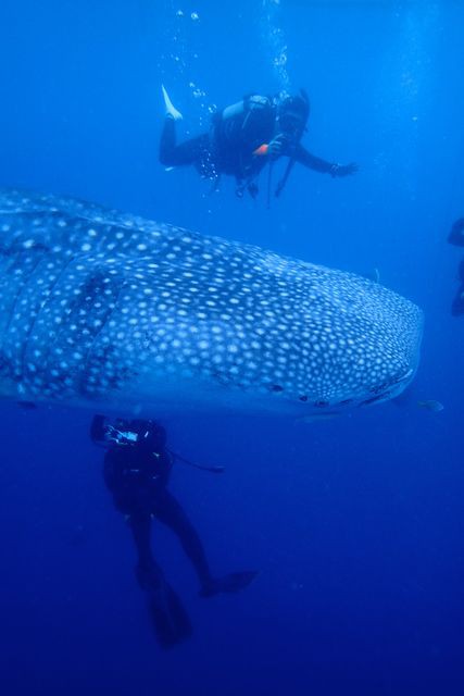 ダイバーの夢世界最大の魚類ジンベエザメと泳ぐ 伊豆ダイビングライセンススクール 伊豆で爆笑ダイビングライセンス格安取得 関東 首都圏のスキューバスクール