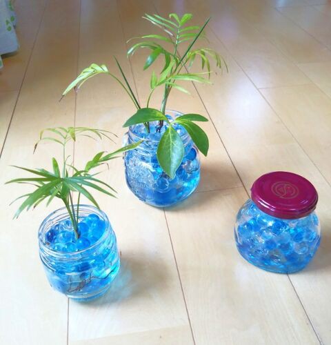 観葉植物 ジェルポリマーのお手入れをしました 出来たをさがそ