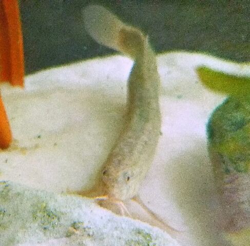 どじょうと金魚 元気です V 出来たをさがそ