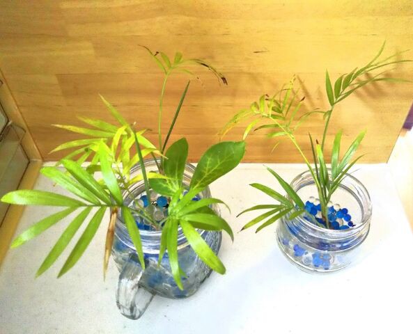 観葉植物 ジェルポリマーのお手入れをしました 出来たをさがそ