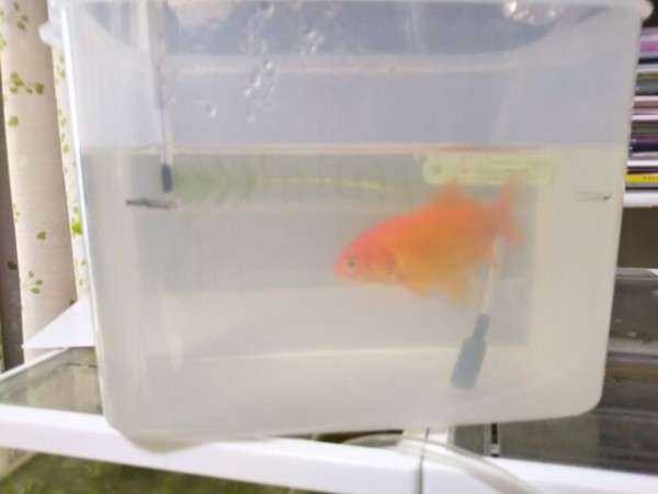 回復中 ちょっと良く動くようになった金魚の話 出来たをさがそ