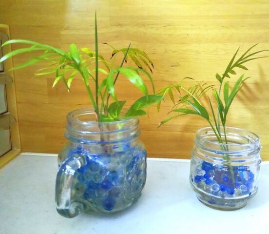 観葉植物 ジェルポリマーのお手入れをしました 出来たをさがそ