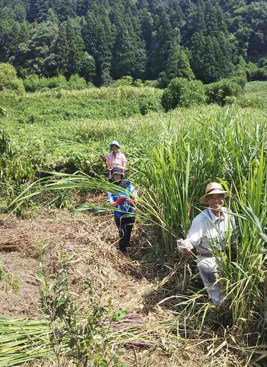 山王寺の自生マコモ : 環境農業を広める会