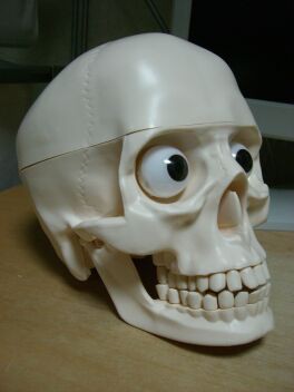 ヒト皮膚解剖モデル Tedco4Dビジョン【組み立て済完成品】 ヒト皮膚