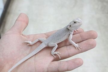 最近の新入荷 爬虫類倶楽部 ｊ ジョイフル本田 ひたちなか店