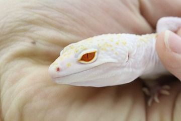 スティーブ便レオパ追加 爬虫類倶楽部 ｊ ジョイフル本田 ひたちなか店