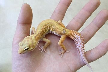 レオパ野郎 ヒョウモントカゲモドキ | 横浜爬虫類専門店アクアマイティー