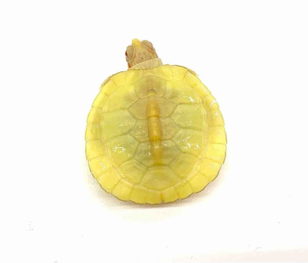 ミドリガメ様 生体紹介！色変ミドリガメいろいろ〜 : 爬虫類倶楽部 J