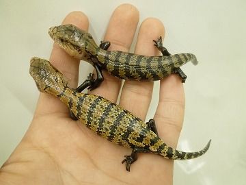 最高アオジタ トカゲ 種類 最高の花の画像