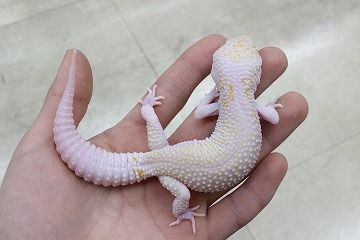 スティーブ便レオパ追加！！ : 爬虫類倶楽部 J ジョイフル本田