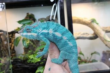 ドイツハムショー便～カメレオン、レオパ～ : 爬虫類倶楽部 J
