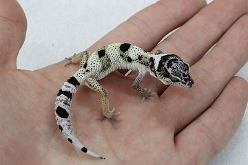 レモン フロスト レオパ