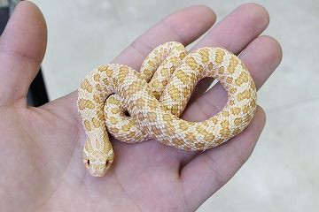 シシバナヘビ入荷！ : 爬虫類倶楽部 J ジョイフル本田 ひたちなか店