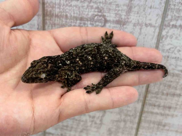おすすめ生体紹介】 : 爬虫類クラブJ 横須賀店ブログ