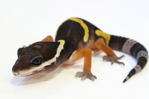 新入荷 オマキトカゲ ジャクソンカメレオン リクガメなどなど 爬虫類クラブj 横須賀店ブログ