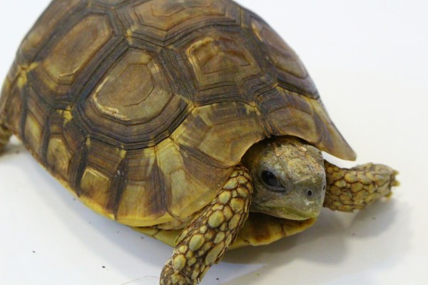 新入荷 オマキトカゲ ジャクソンカメレオン リクガメなどなど 爬虫類クラブj 横須賀店ブログ