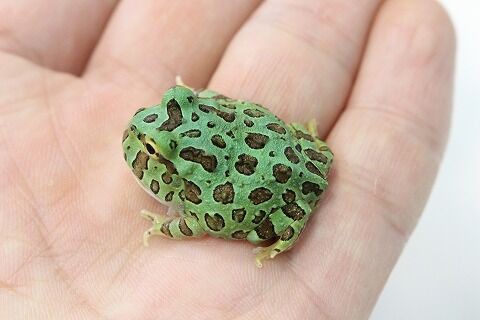 新入荷】ツノガエル,フトアマ,奇蟲とその他 : 爬虫類クラブJ